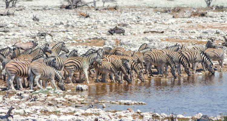 Safari de 3 jours à Etosha - Knap Tours Limited 6