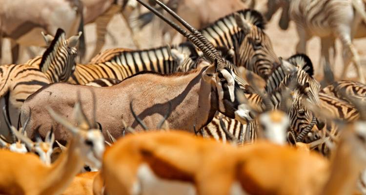 Safari de 3 jours à Etosha - Knap Tours Limited 8