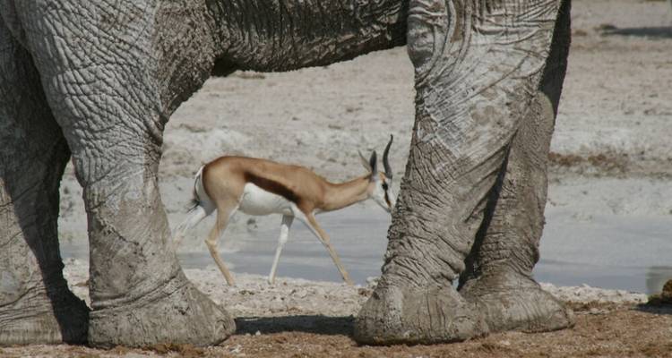 Safari de 3 días a Etosha Experiencia de vida salvaje con los Cinco Grandes - Knap Tours Limited 8