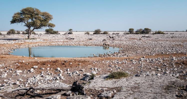 Safari de 3 días a Etosha Experiencia de vida salvaje con los Cinco Grandes - Knap Tours Limited 9