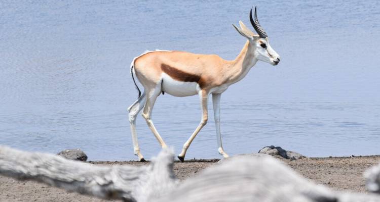 Safari de 3 días a Etosha Experiencia de vida salvaje con los Cinco Grandes - Knap Tours Limited 10