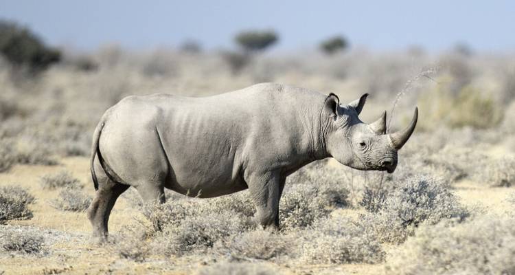 Safari de 5 jours dans le parc national d'Etosha et dans la communauté Himba - Knap Tours Limited 2