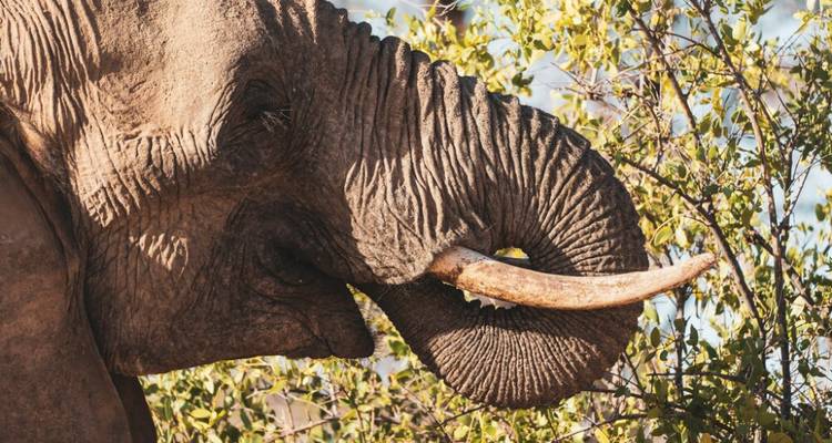 Safari de 5 jours dans le parc national d'Etosha et dans la communauté Himba - Knap Tours Limited 6