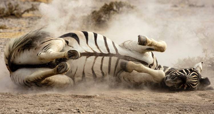 Safari de 5 jours dans le parc national d'Etosha et dans la communauté Himba - Knap Tours Limited 7