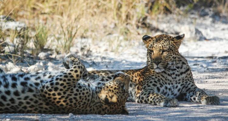 Safari de 5 jours dans le parc national d'Etosha et dans la communauté Himba - Knap Tours Limited 10