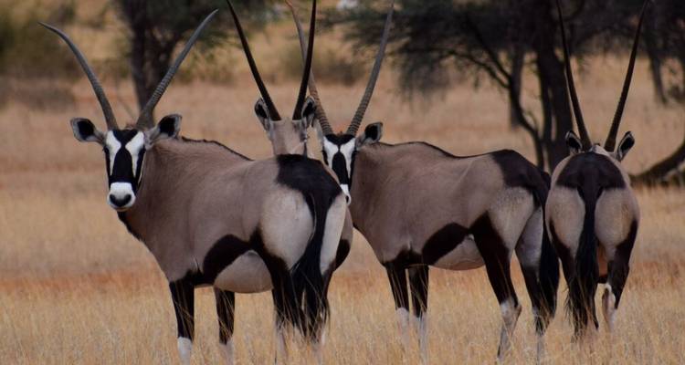 Safari de 7 jours dans le Kalahari en Namibie - Knap Tours Limited 2