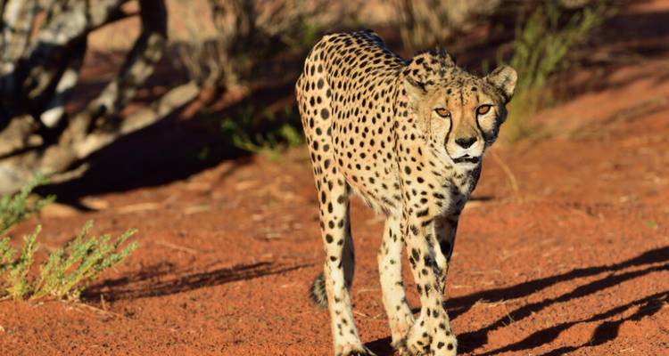 Safari de 7 jours dans le Kalahari en Namibie - Knap Tours Limited 7