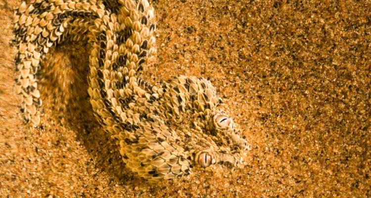 Safari de 7 jours dans le Kalahari en Namibie - Knap Tours Limited 9