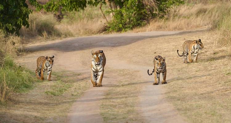 Vier tijgers die over een zandpad in de wildernis lopen.