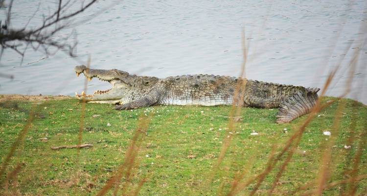 Een krokodil die op grasachtige grond ligt in de buurt van water.