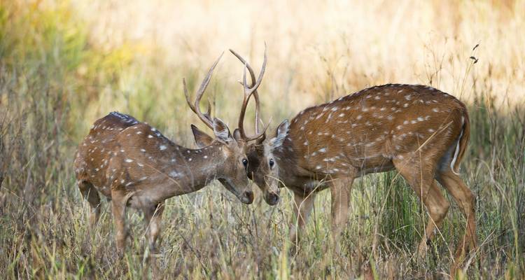 Zwei Hirsche interagieren in der Wildnis.