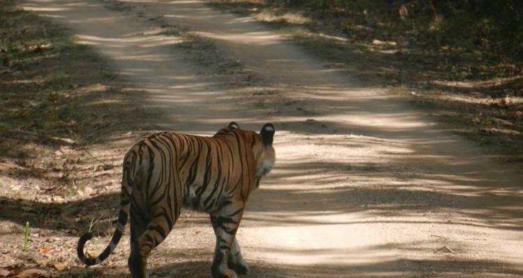 Un tigre caminando por un sendero de tierra en un bosque.