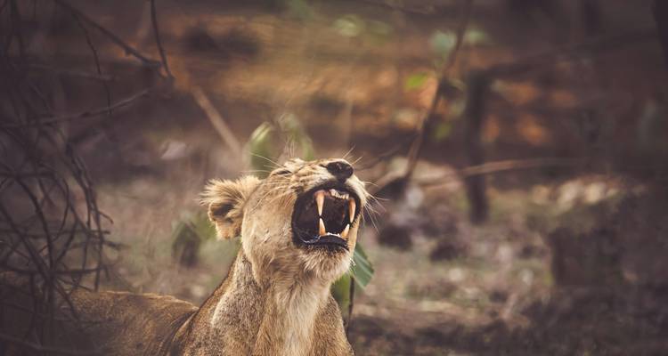 Un león rugiendo en un entorno natural.
