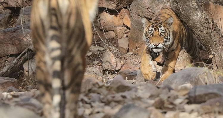 Tigres en un entorno rocoso, uno enfocado hacia adelante.