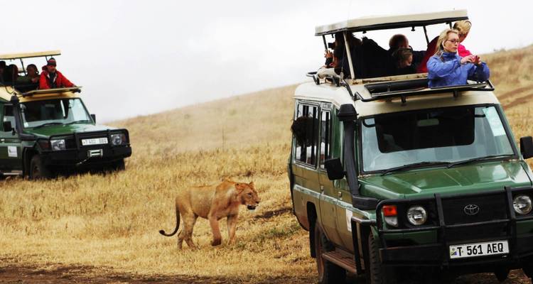 Los vehículos de safari observan un león caminando por el pasto dorado en una llanura abierta mientras los turistas toman fotos desde los techos abatibles.