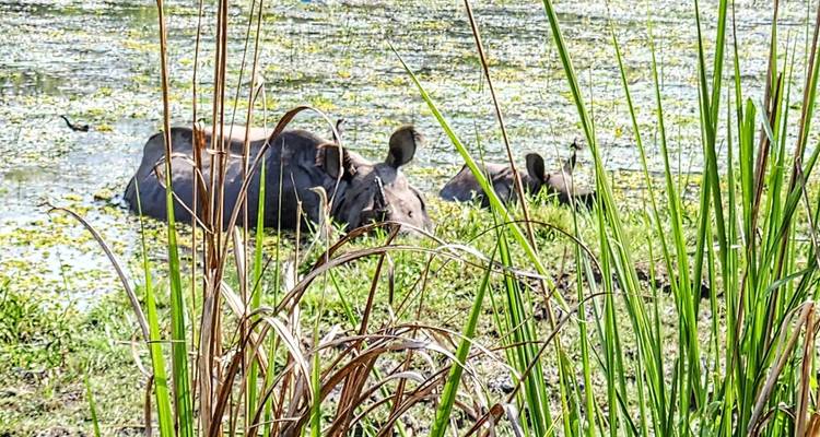 Safari por la selva de Chitwan - Himalayan Trekking & Tours 1