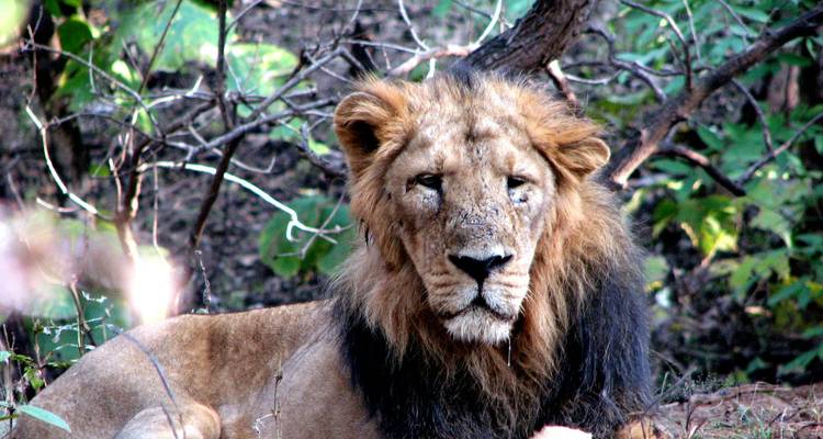 Close-up of a male lion in Gir National Park.