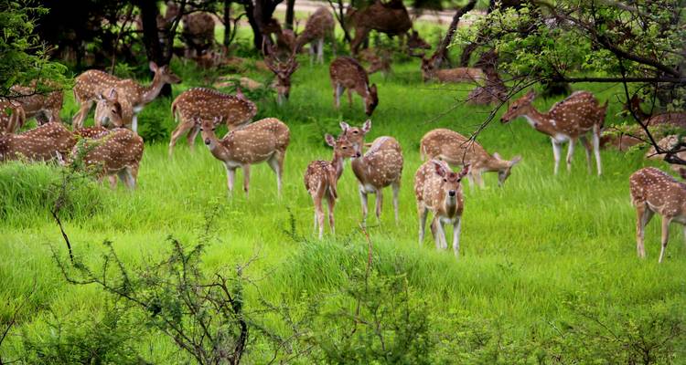 Herd of deer grazing in a green landscape.