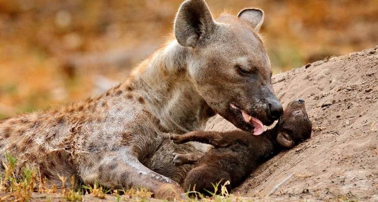 Safari de 7 días por el lago Ndutu con la Gran Migración - Professional Safari Africa 4