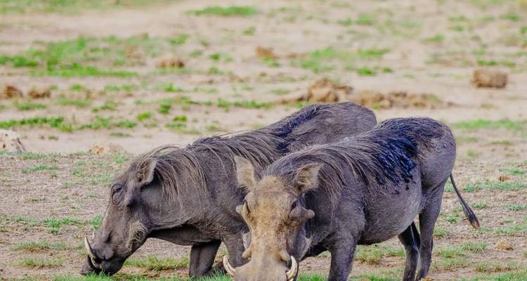 Safari de 7 días por el lago Ndutu con la Gran Migración - Professional Safari Africa 6