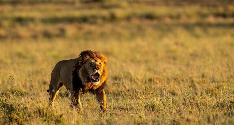 Safari de 7 días por el lago Ndutu con la Gran Migración - Professional Safari Africa 7