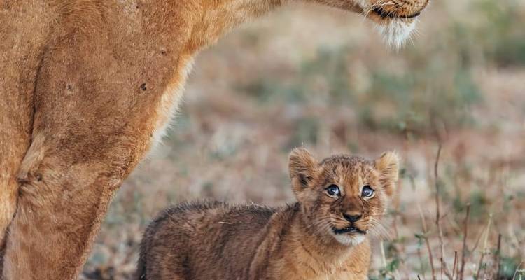 Une lionne et un lionceau dans une savane herbeuse.