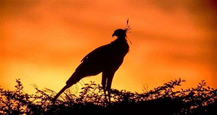 4-Day Luxury Serengeti Safari at Four Seasons Safari Lodge - Professional Safari Africa 8