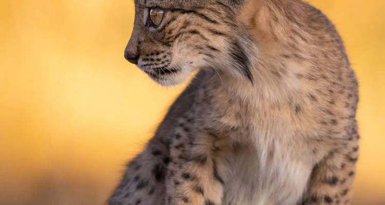 4-Day Luxury Serengeti Safari at Four Seasons Safari Lodge - Professional Safari Africa 3