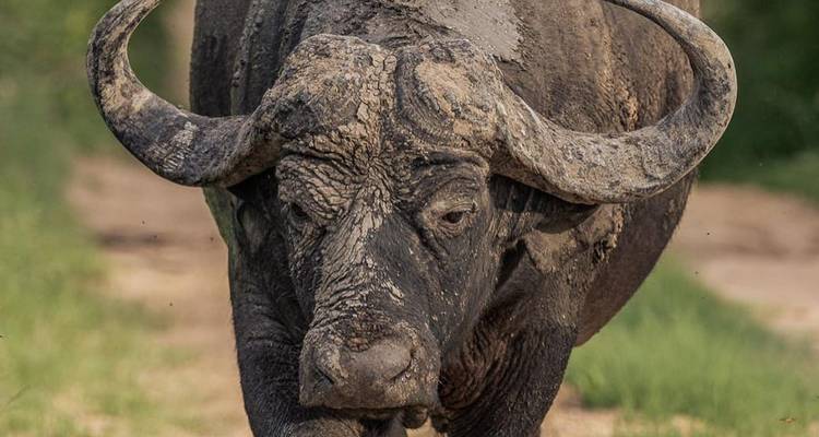 4-Day Luxury Serengeti Safari at Four Seasons Safari Lodge - Professional Safari Africa 10