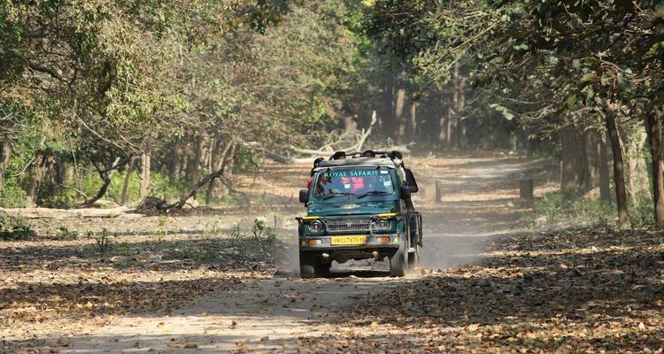 Ein Safari-Fahrzeug, das durch einen Waldweg fährt.