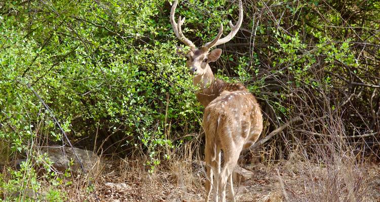 A deer standing amidst dense green foliage in a forest setting.