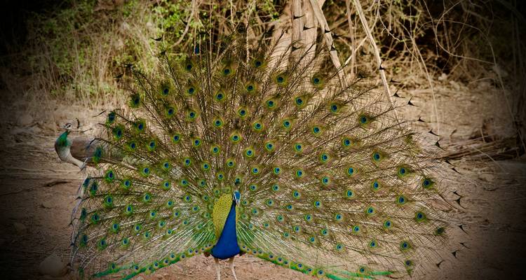 A peacock with its feathers fully fanned out in a forest.