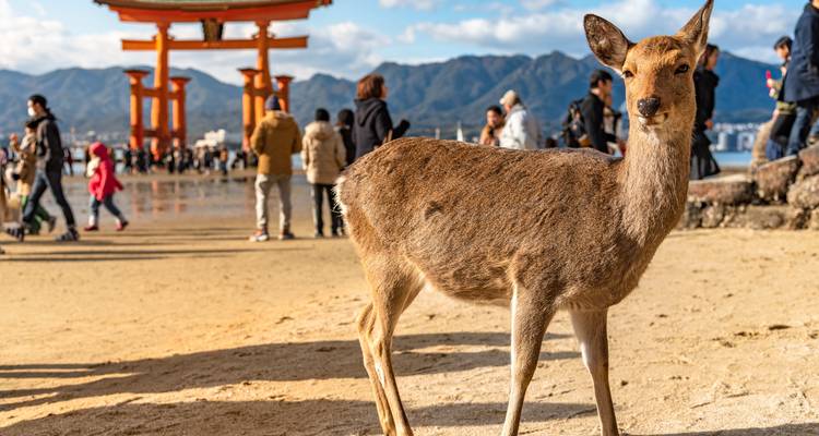 Japón y Corea del Sur: Viaje en tren a Hanok y Harajuku - journaway 6
