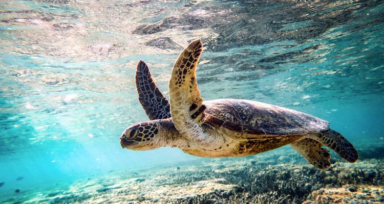 Onderwaterzicht van een zeeschildpad die zwemt.