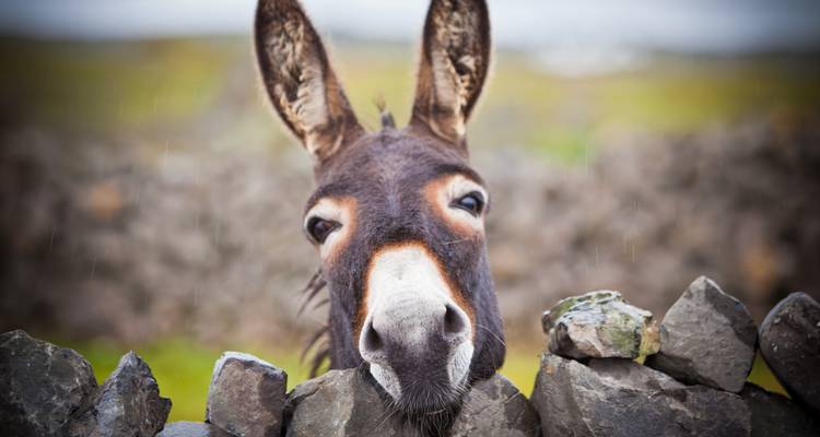 Roadtrip Irlande : Glamping sur la Wild Atlantic Way - journaway 8