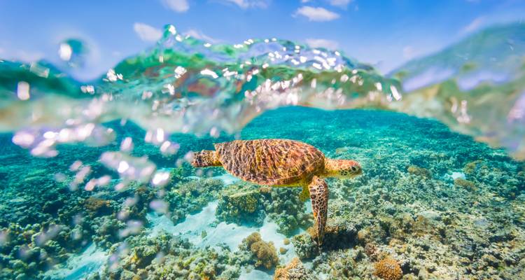 Australia Meets Bali: Vanlife & Island Vibes (12 destinations) - journaway 8