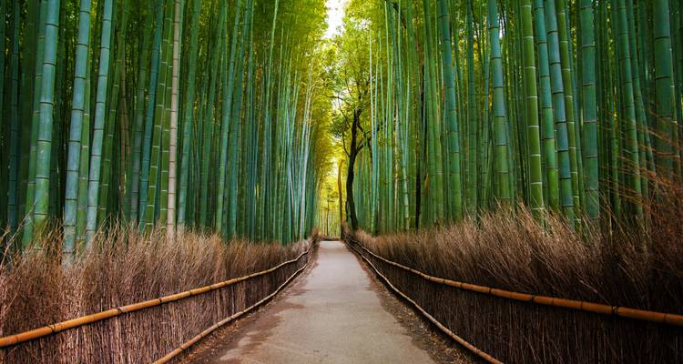 Japón Bucketlist: Luces brillantes de la ciudad y vibraciones místicas del Fuji (including Fujikawaguchiko) - journaway 3