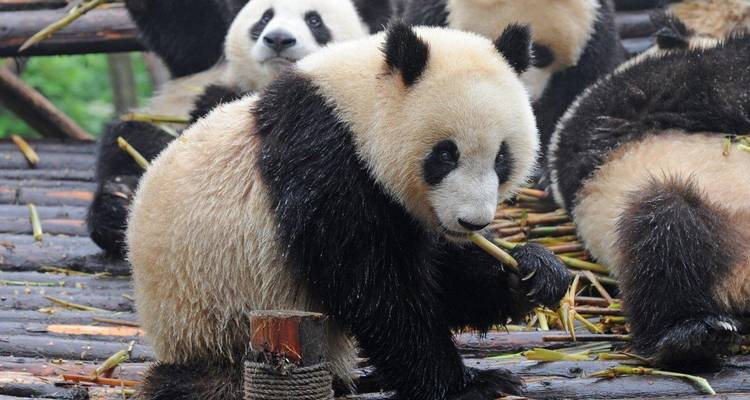 Pandas fressen Bambus in einem Naturschutzgebiet.