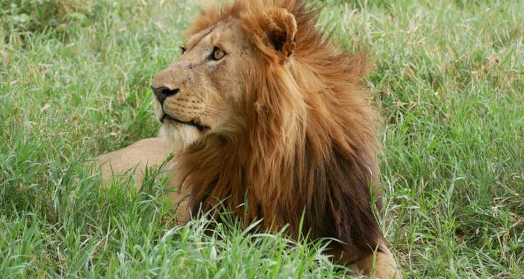 León descansando en la hierba con una melena completa.