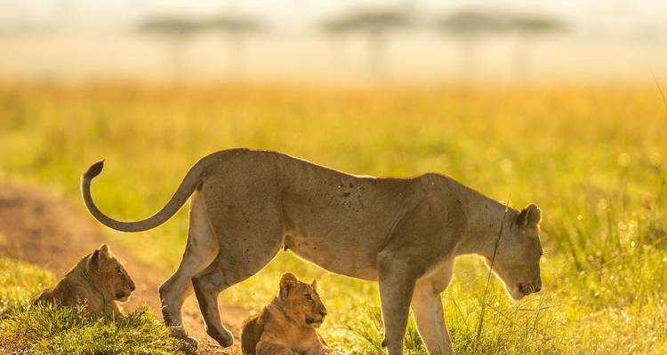 Safari de lujo de 6 días con todo incluido - Descubre los tesoros del norte de Tanzania - Professional Safari Africa 6