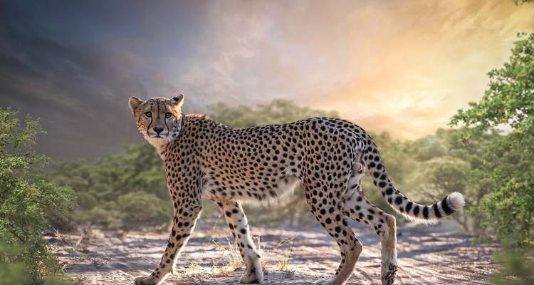 Safari de lujo de 6 días con todo incluido - Descubre los tesoros del norte de Tanzania - Professional Safari Africa 7