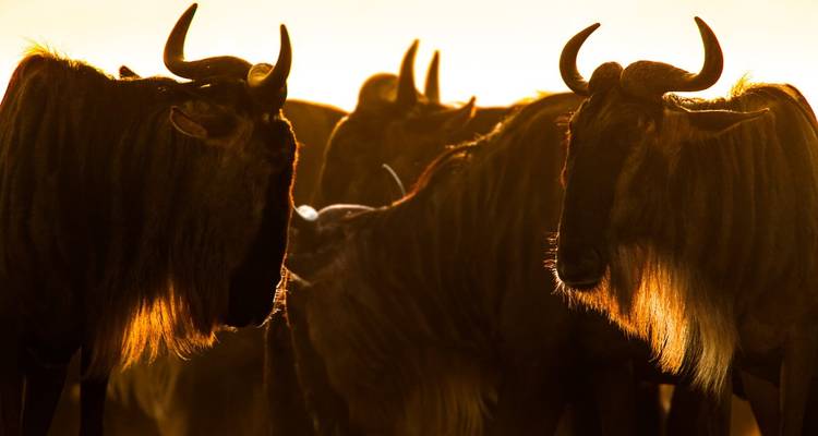 Safari de lujo de 6 días con todo incluido - Descubre los tesoros del norte de Tanzania - Professional Safari Africa 9