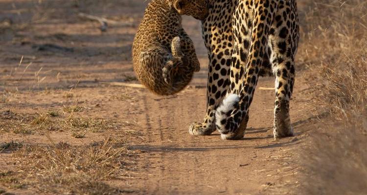 Safari de lujo de 6 días con todo incluido - Descubre los tesoros del norte de Tanzania - Professional Safari Africa 10