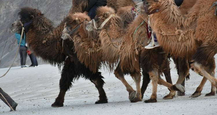Groupe de chameaux de Bactriane avec cavaliers.