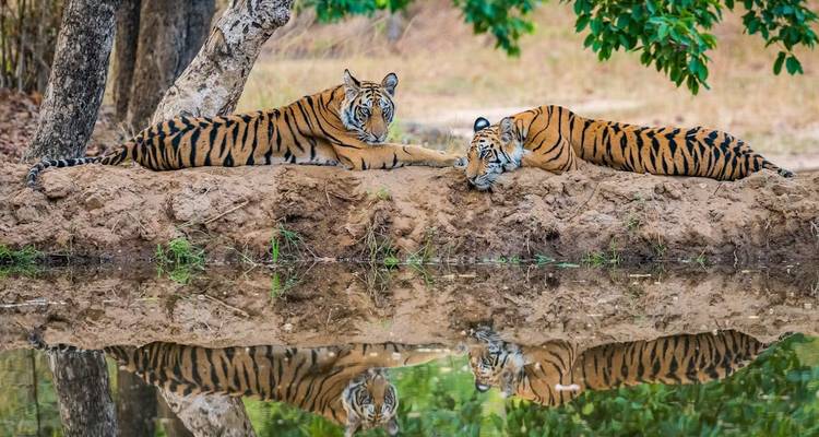 Circuit au pays des tigres - Inde - World Travel Experiences 3