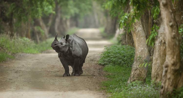 Circuit au pays des tigres - Inde - World Travel Experiences 4