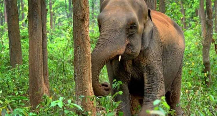 Circuit au pays des tigres - Inde - World Travel Experiences 6