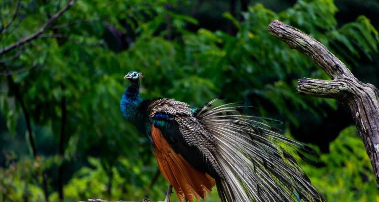 Circuit au pays des tigres - Inde - World Travel Experiences 8