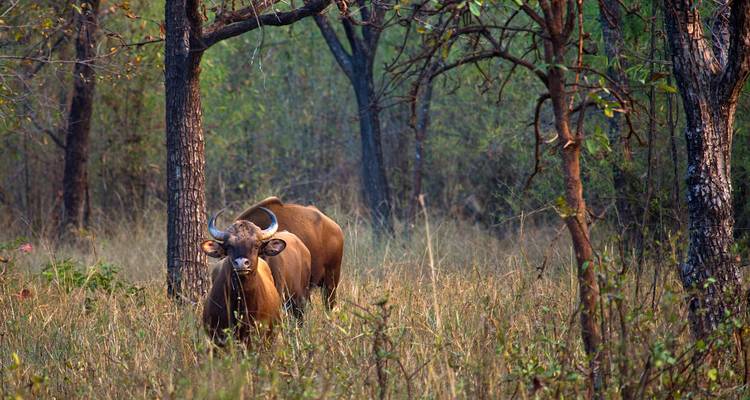 Circuit au pays des tigres - Inde - World Travel Experiences 9