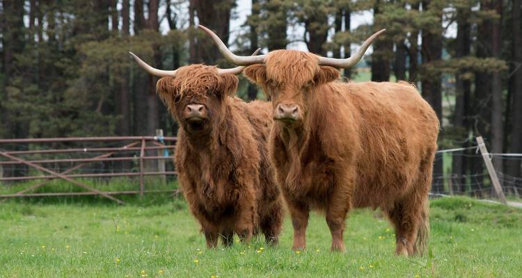 Zwei zottige Hochlandrinder mit langen Hörnern stehen auf einer grasbewachsenen Weide, die von Kiefern gesäumt ist.